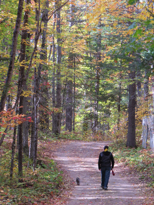 Fall Colours